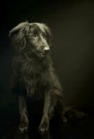 Studio shot of an adorable mixed breed dog photo