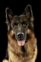 Portrait of an adorable german shepherd photo