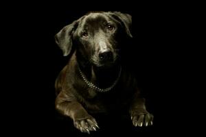 Studio shot of an adorable mixed breed dog photo