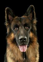 Portrait of an adorable german shepherd photo