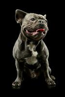 Studio shot of an adorable french bulldog photo