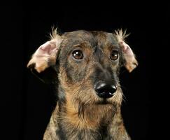 Wired hair dachshund with twisted ears portrait in a black photo studio