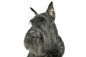 Portrait of an adorable Schnauzer looking curiously photo