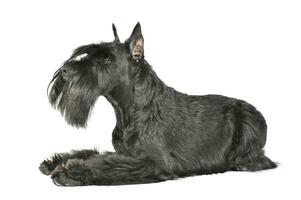 Studio shot of an adorable Schnauzer lying and looking curiously photo