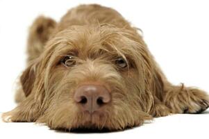 wired hair hungarian vizsla relaxing in a white photo studio