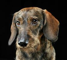 Wired hair dachshund portrait in a black photo studio