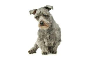 Studio shot of an adorable mixed breed dog photo