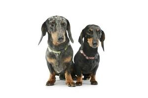 Studio shot of two adorable Dachshunds photo