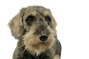 encantador perrito cableado pelo perro tejonero retrato en blanco foto estudio