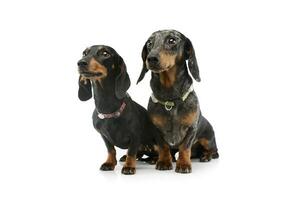 Studio shot of two adorable Dachshunds photo