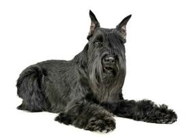 miniatura Schnauzer acostado en un blanco foto estudio