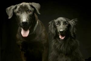 mixed breed black dogs double portrait in a dark photo studio