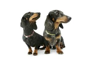 Studio shot of two adorable Dachshunds photo