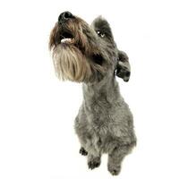 Mixed breed gray cute dogsitting and lookig up in a white studio background photo
