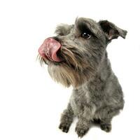 Mixed breed gray cute dog in a white studio background photo