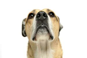 Mixed breed dog smells in a white background photo