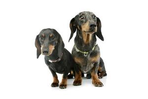 Studio shot of two adorable Dachshunds photo