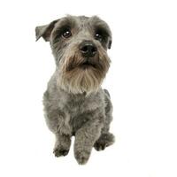 Mixed breed gray cute dog sitting in a white studio background photo