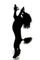 Silhouette of an adorable Puli standing on two legs photo