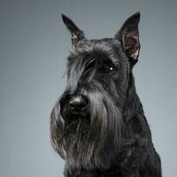 miniatura Schnauzer retrato en un oscuro estudio antecedentes foto