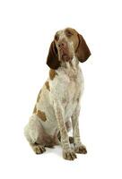 Studio shot of an adorable Bracco Italiano sitting and looking curiously photo