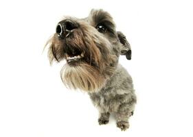 Studio shot of an adorable mixed breed dog photo