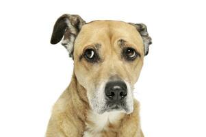 Portrait of an adorable mixed breed dog looking sad photo