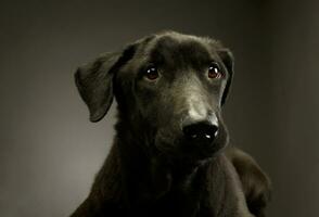 Portrait of an adorable mixed breed dog photo