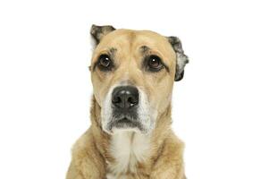 Portrait of an adorable mixed breed dog looking curiously at the camera photo