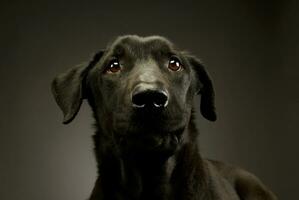 Portrait of an adorable mixed breed dog photo