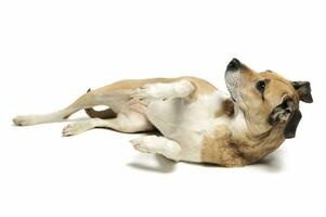 estudio Disparo de un adorable mezclado raza perro acostado y mirando arriba curiosamente foto