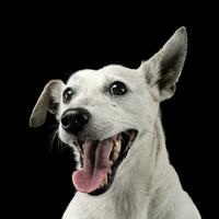 Mixed breed funny ears dog portrait in a dark photo studio