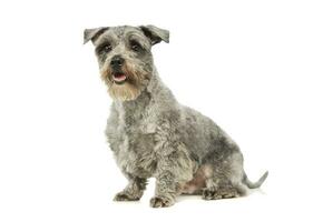 Studio shot of an adorable mixed breed dog photo