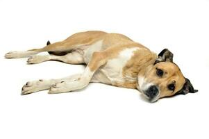 Mixed breed dog lying and looking in a white background photo