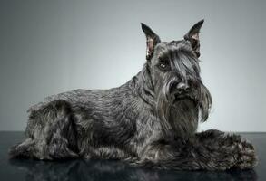 Miniature Schnauzer relaxing in a gray studio background photo