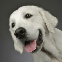 Portrait of an adorable Golden retriever photo