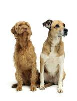 Mixed breed dog and a wired hair hungarian vizsla sitting in a white background photo