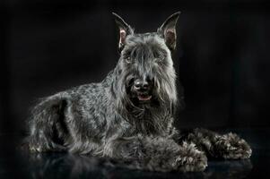 Miniature Schnauzer relaxing in a black studio background photo