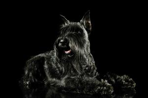 Studio shot of an adorable Schnauzer lying and looking satisfied photo