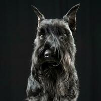 Miniature Schnauzer relaxing in a black studio background photo