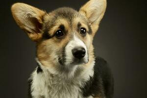 Portrait of an adorable corgie photo