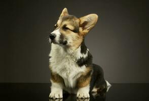 Studio shot of an adorable corgie photo