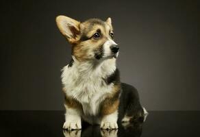 Studio shot of an adorable corgie photo