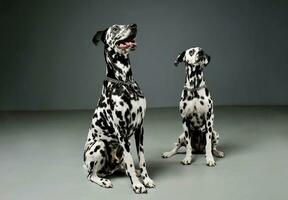 Studio shot of two adorable Dalmatian dog sitting and looking up curiously photo