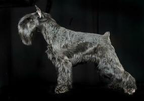 Miniature Schnauzer standard in a black studio background photo