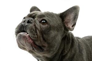 Portrait of an adorable French bulldog photo