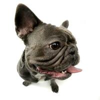 Wide angle shot of an adorable French bulldog photo