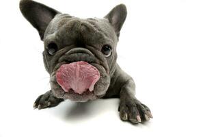 An adorable French bulldog licking his lips photo