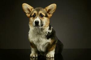 Studio shot of an adorable corgie photo