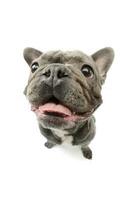 Studio shot of an adorable french bulldog photo